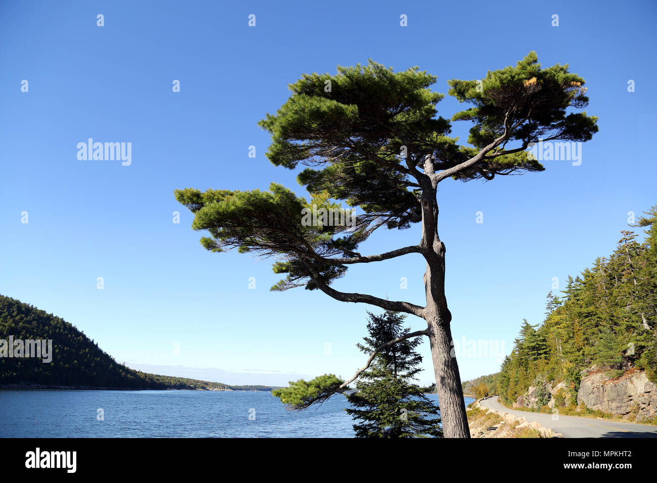 Somes Sound, Mt. Wüste, Maine Stockfoto