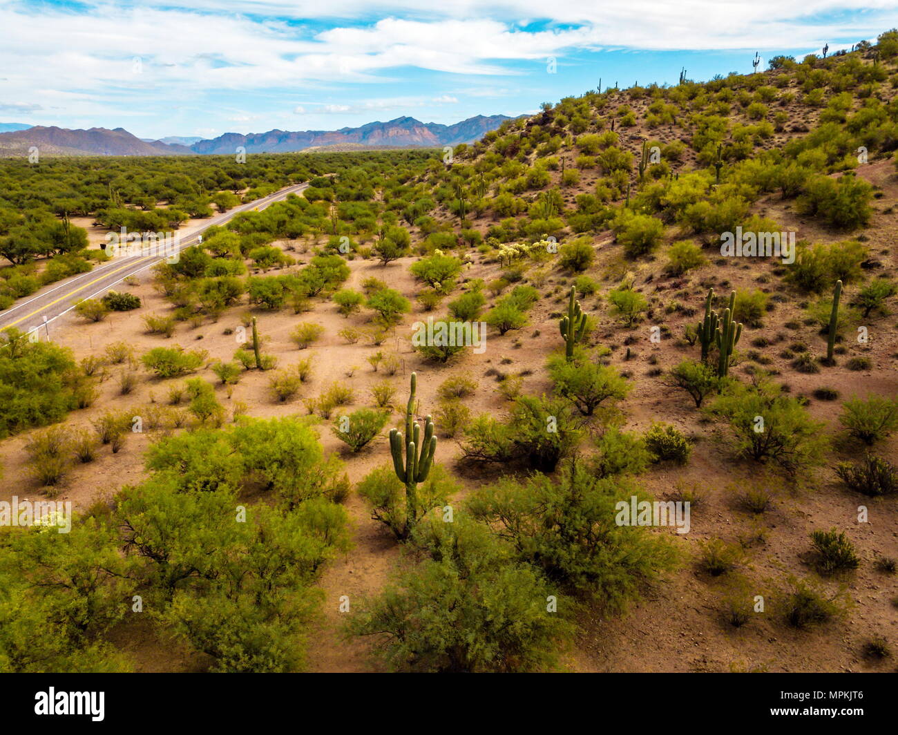 Wüste mit hohen Kakteen und vereinzelte Büsche Luftbild Stockfoto