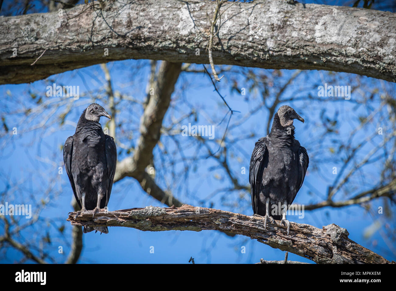 Schwarze Geier (Coragyps atratus) auf einem toten Eichenzweig in Gulfport, Mississippi Stockfoto