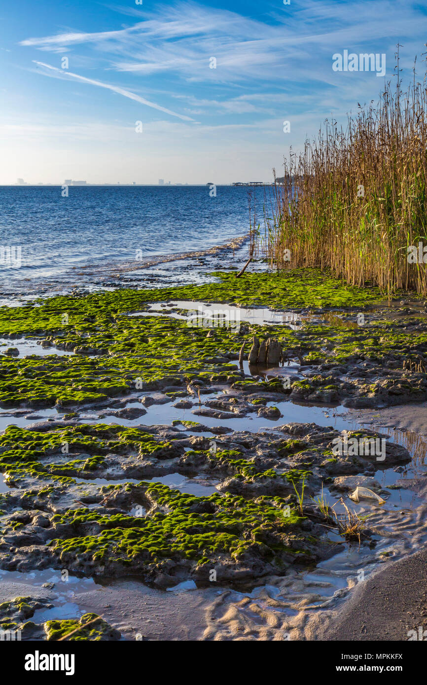 Sumpfiges Küstensumpfland in der Nähe des Lake Mars Pier im Lake Mars-Gebiet von Ocean Springs, Mississippi Stockfoto