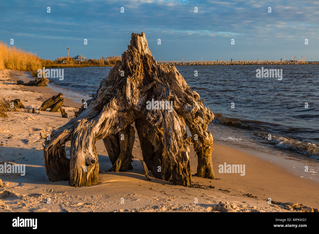 Alter Treibholzbaum stumpf entlang der Küste am Lake Mars in Ocean Springs, Mississippi Stockfoto