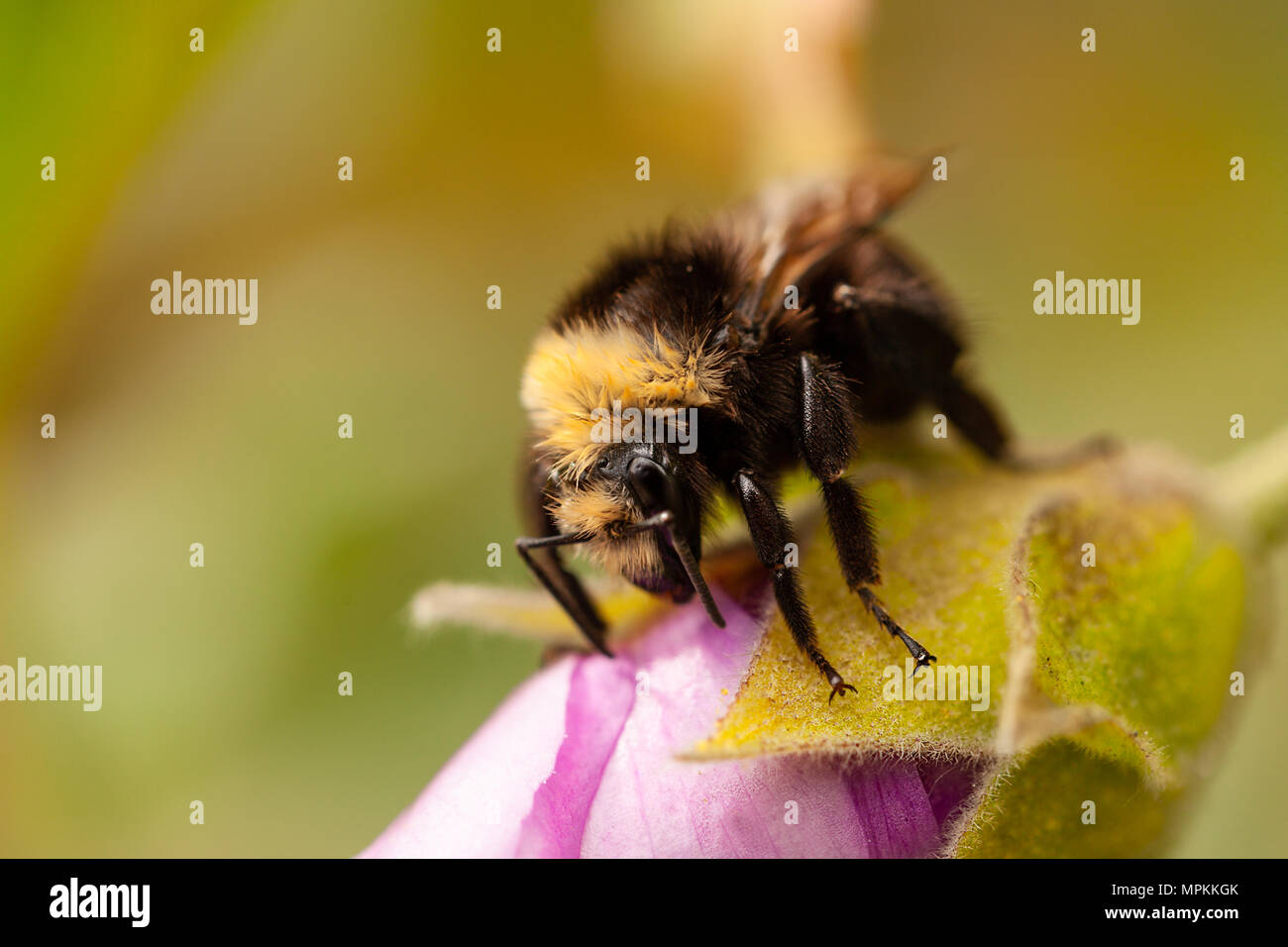 Makro Aufnahmen von Bienen bestäubt. Kopieren Sie Platz im Rahmen Stockfoto