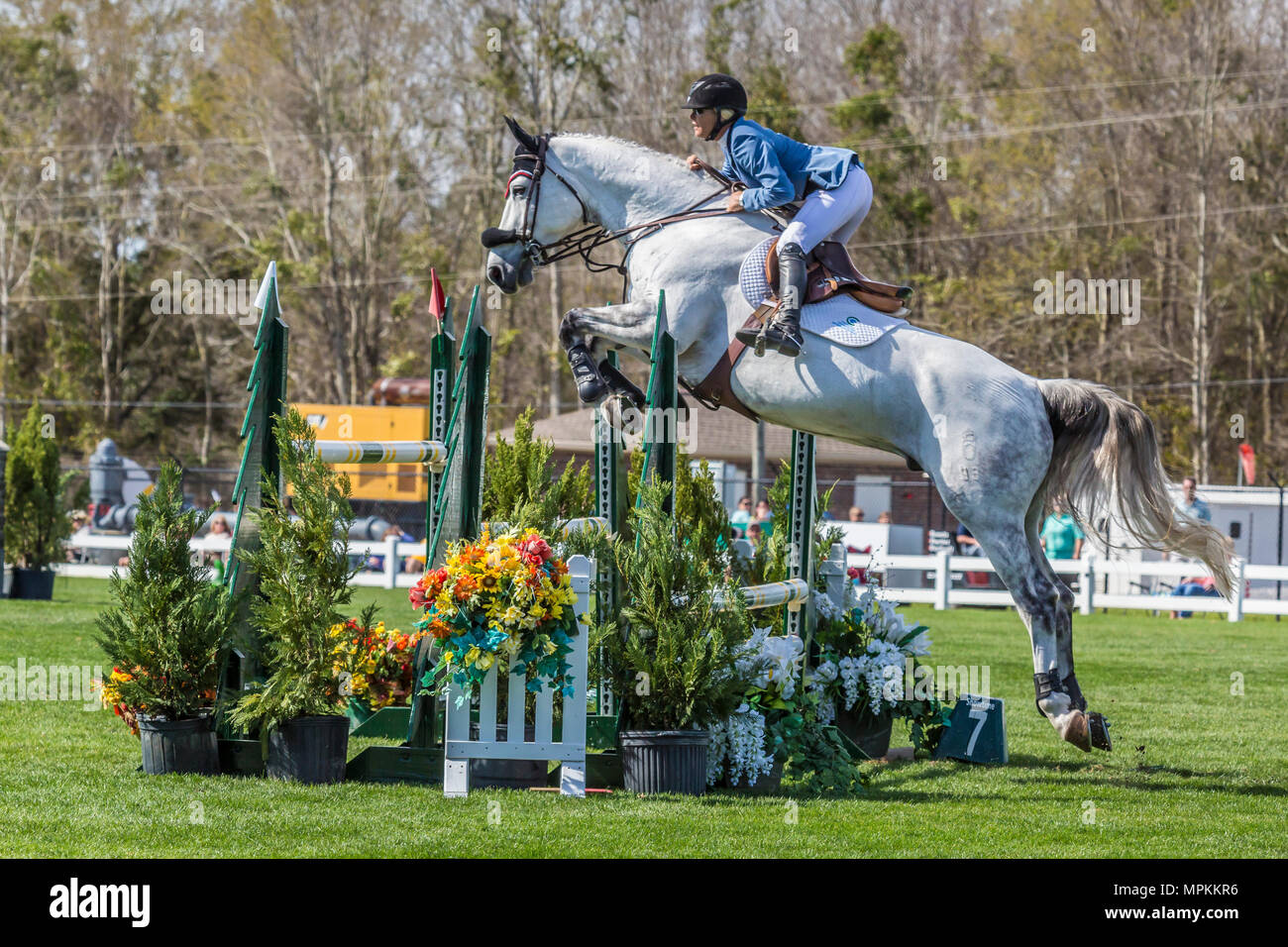 Springpferde im Gulf Coast Winter Classic im Harrison County Equestrian Center in Gulfport, Mississippi Stockfoto