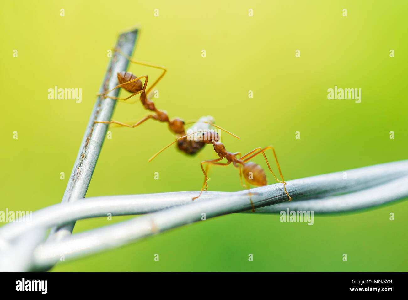 Ameisen mit Lebensmitteln auf dem Draht Stockfoto