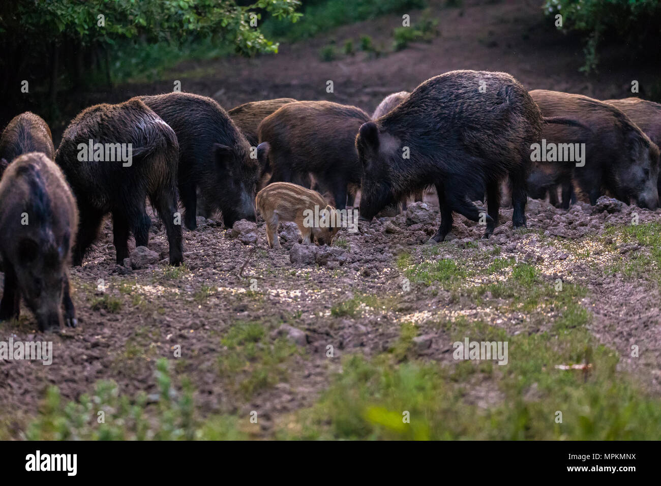 Der schwarzwildpopulation, Sau und Ferkel wühlen für Essen Stockfoto