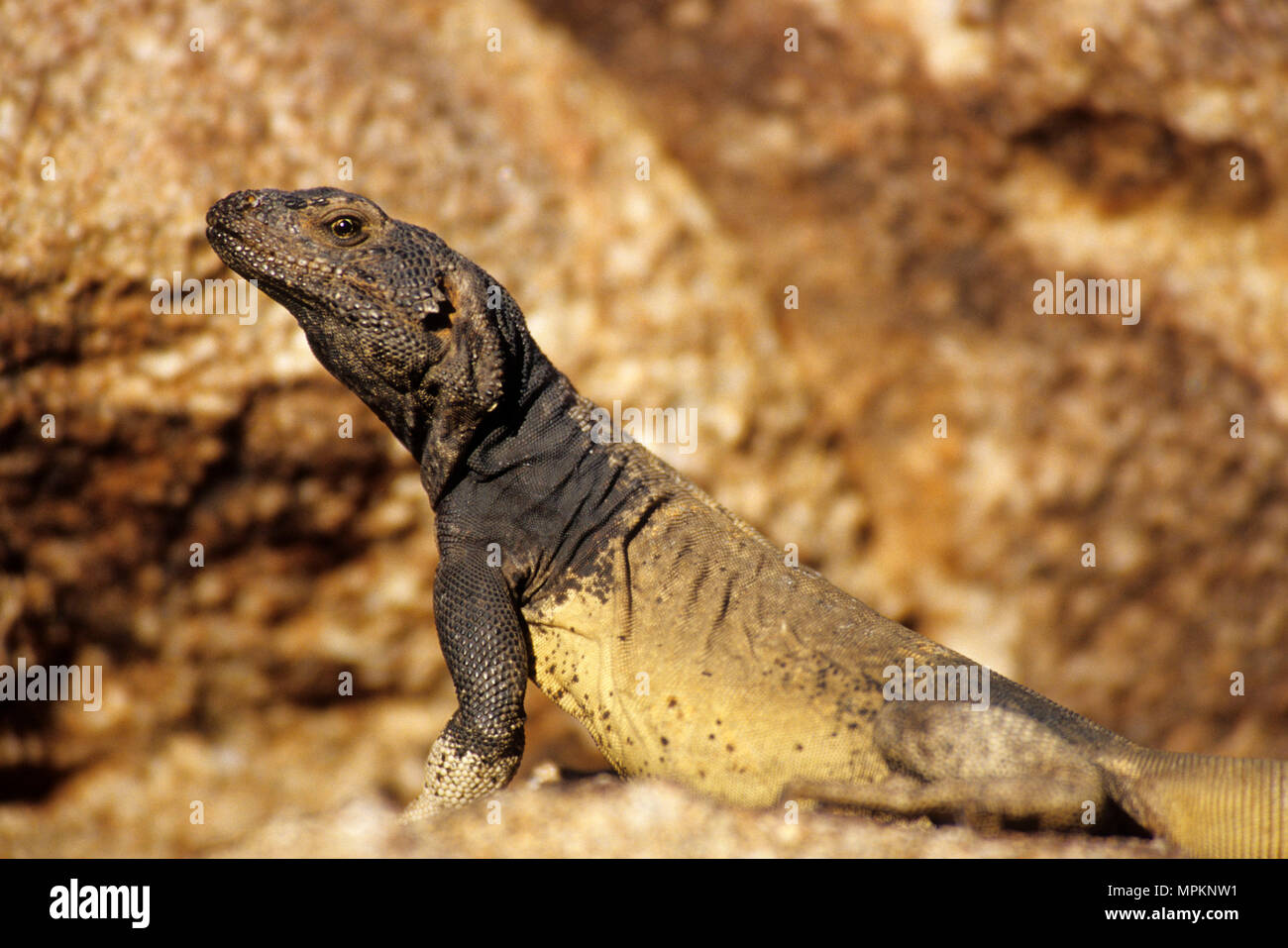 Chuckwalla, Santa Rosa und San Jacinto Mountains National Monument, Palmen, Kiefern National Scenic Byway, Kalifornien Stockfoto