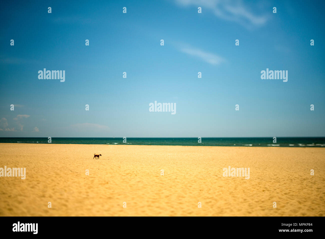 Einsamen Hund am Strand, Ayamonte, Spanien. Stockfoto