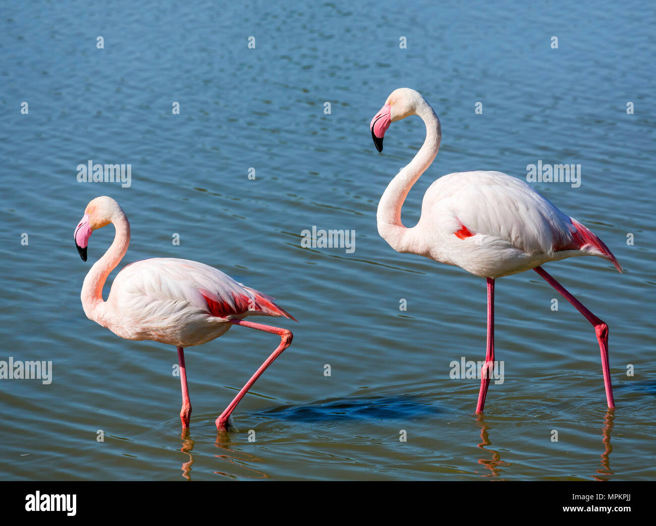 Mehr Flamingo (Phoenicopterus Roseus). Paar Flamingos im Parc Ornithologique du Pont de Gau, Camargue, Provence, Frankreich. Stockfoto