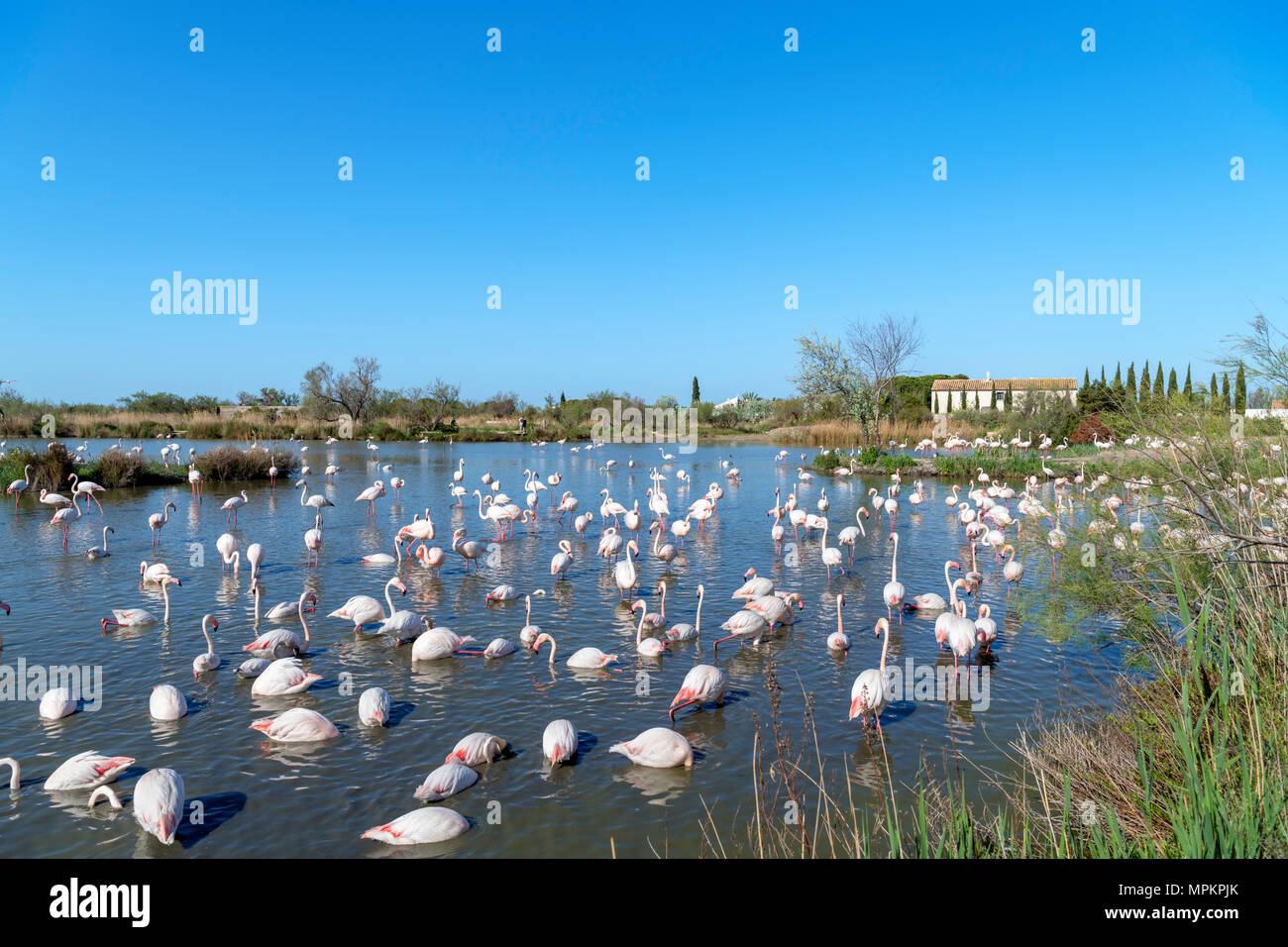 Camargue, Frankreich. Flamingos (Phoenicopterus Roseus) im Parc Ornithologique du Pont de Gau, Camargue, Provence, Frankreich. Stockfoto