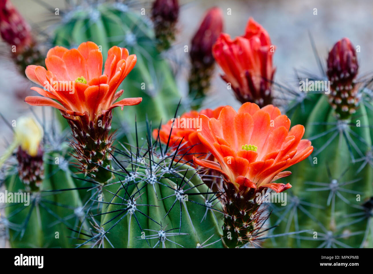 Leuchtend rote Blten auf Claret Cup Kaktus (echinorcereus  triglochidaiatus), blhen in der Arizona Sonora Wste Stockfotografie -  Alamy