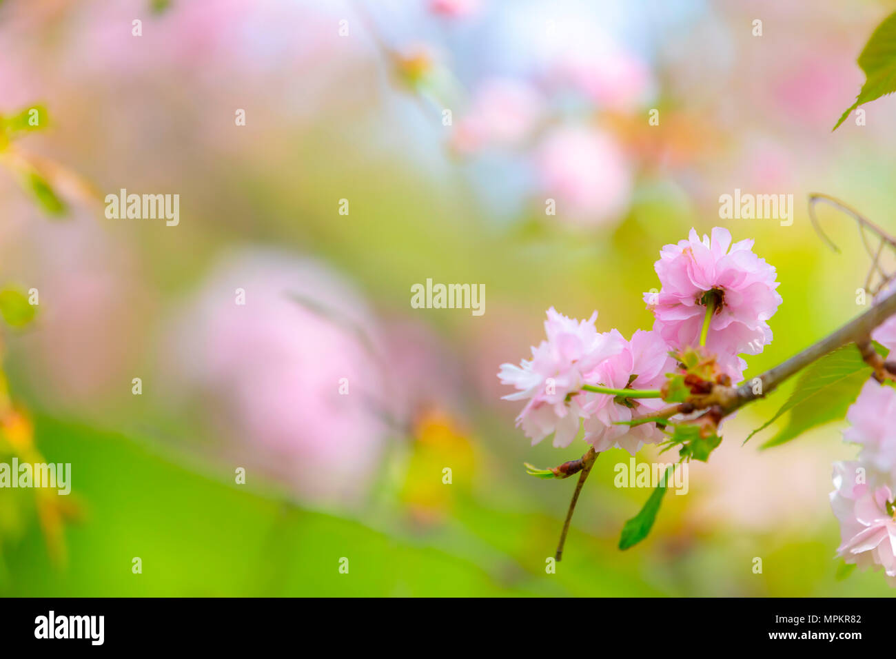 Blüte der Baum als Zeichen des Frühlings. Selektive konzentrieren. Soft Focus Frühling Hintergrund. Fokus auf Blume Stockfoto
