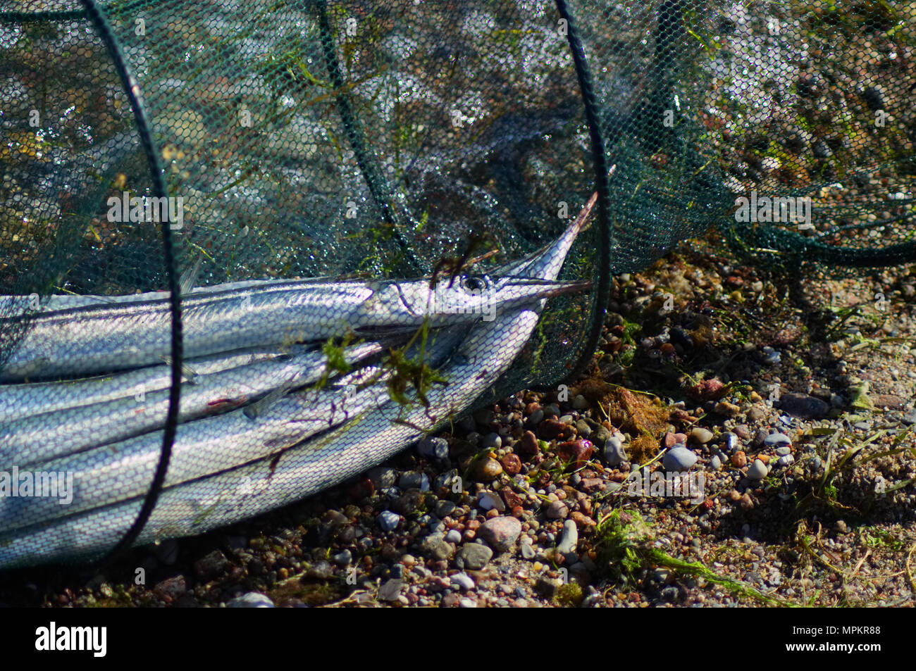 Viele Nadeln Fische liegen in einem fischernetz am Strand. Stockfoto