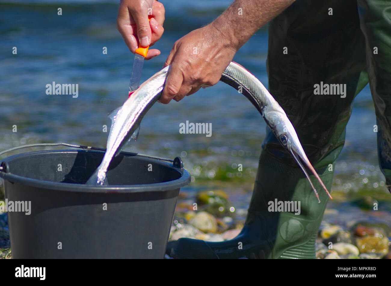 Ein Mann ist Reinigung und Vorbereitung einer Nadeln Fisch gefangen. Stockfoto