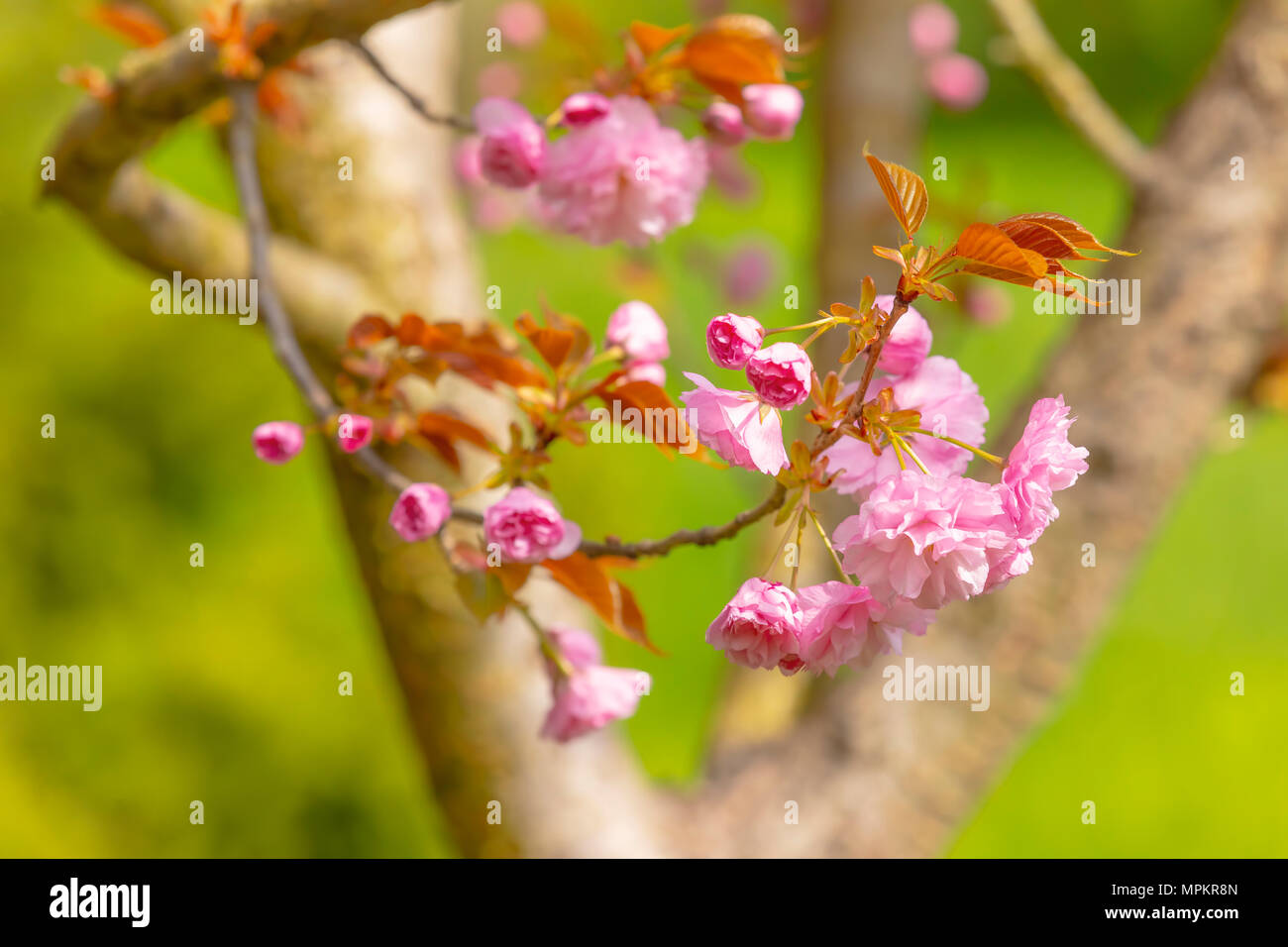 Blüte der Baum als Zeichen des Frühlings. Selektive konzentrieren. Soft Focus Frühling Hintergrund. Stockfoto