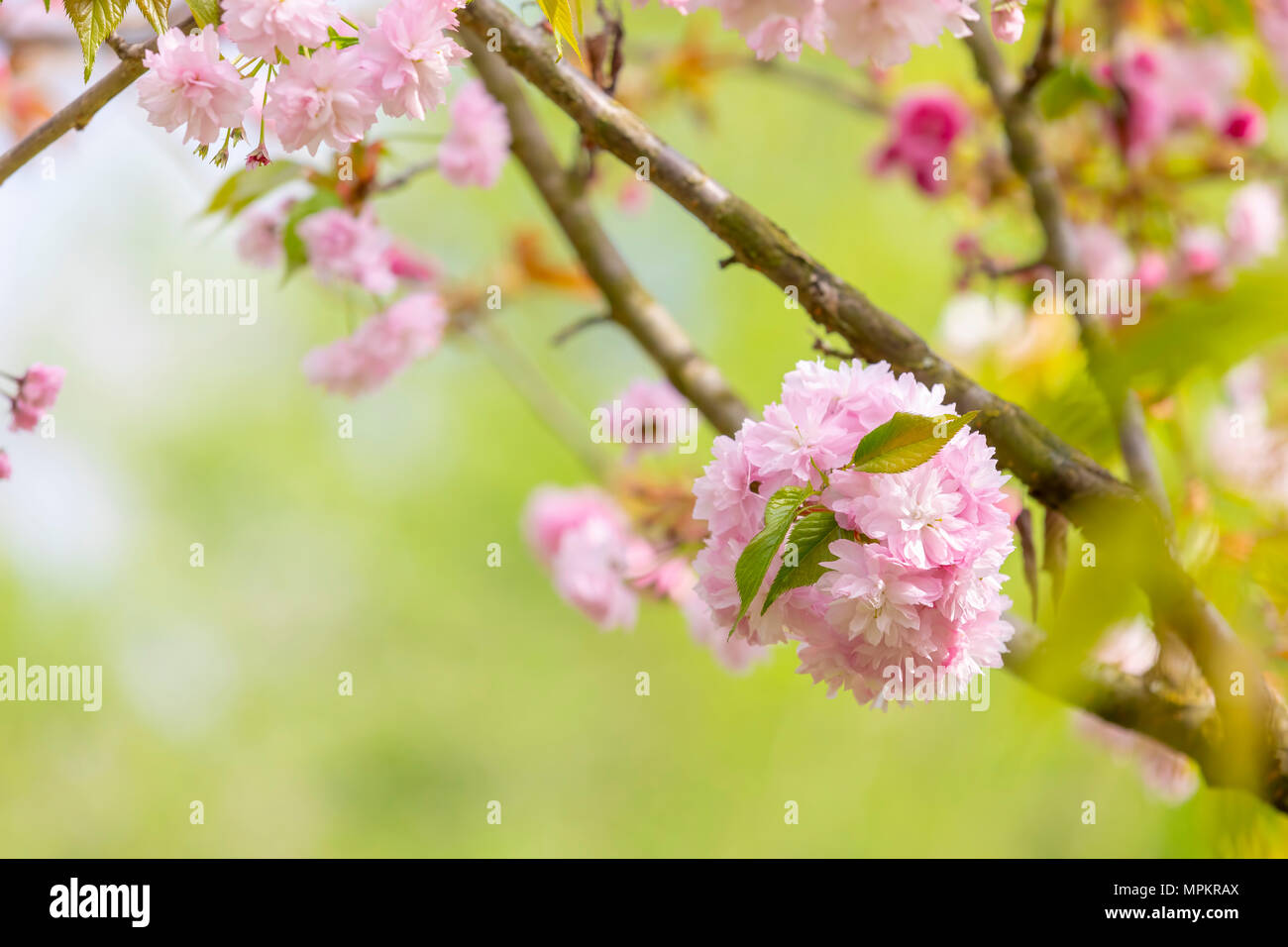 Blüte der Baum als Zeichen des Frühlings. Selektive konzentrieren. Soft Focus Frühling Hintergrund. Fokus auf Green Leaf. Stockfoto