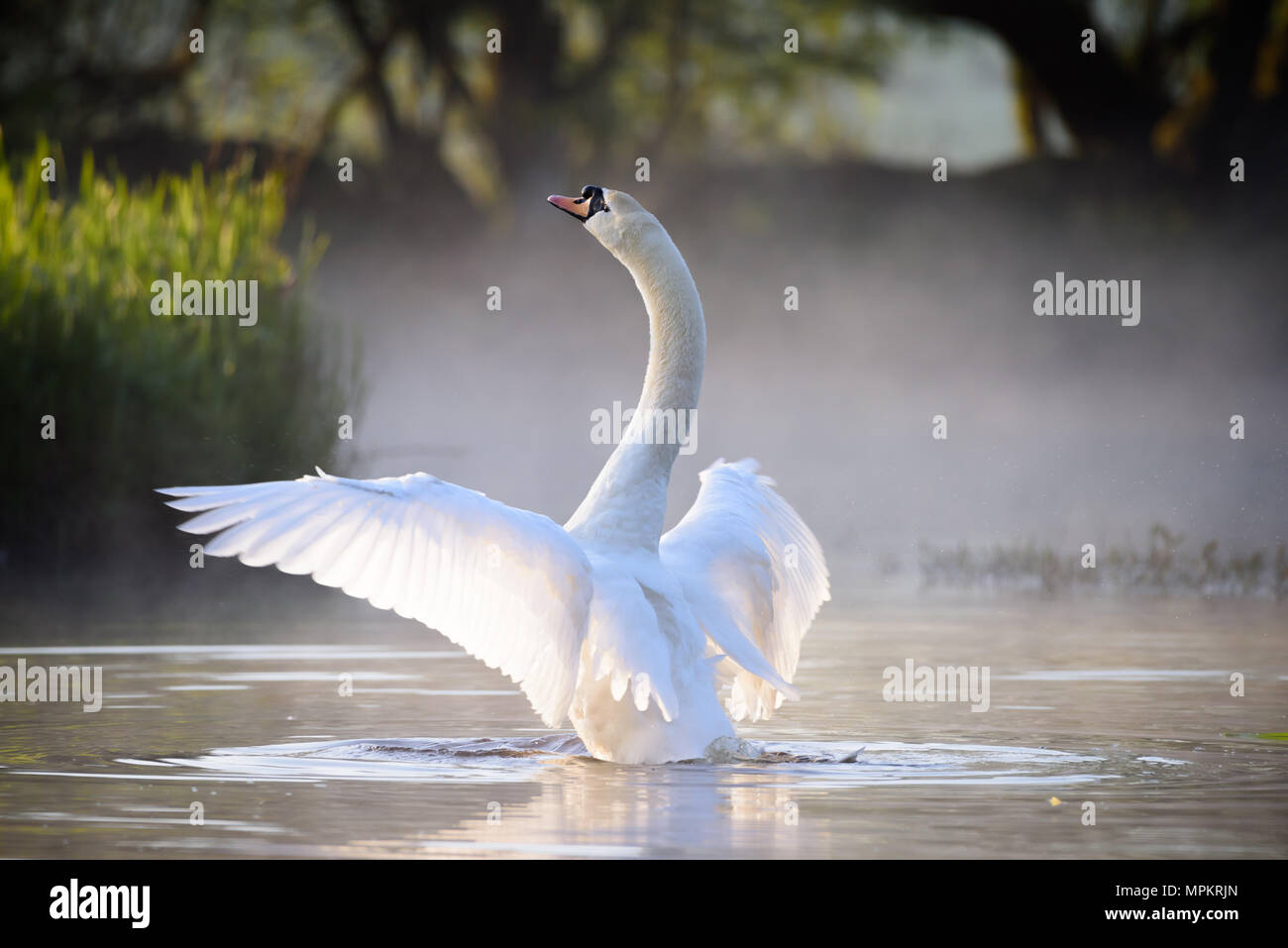 Sommer Sonnenaufgang am See. Naturschutzgebiet in der Nähe von Lockerbie. Schottland. Stockfoto