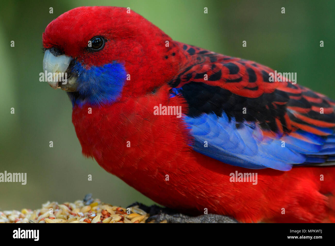 Ozeanien; Australien; Australien; Down Under; Victoria, Kennett Fluss, Crimson Rosella Stockfoto