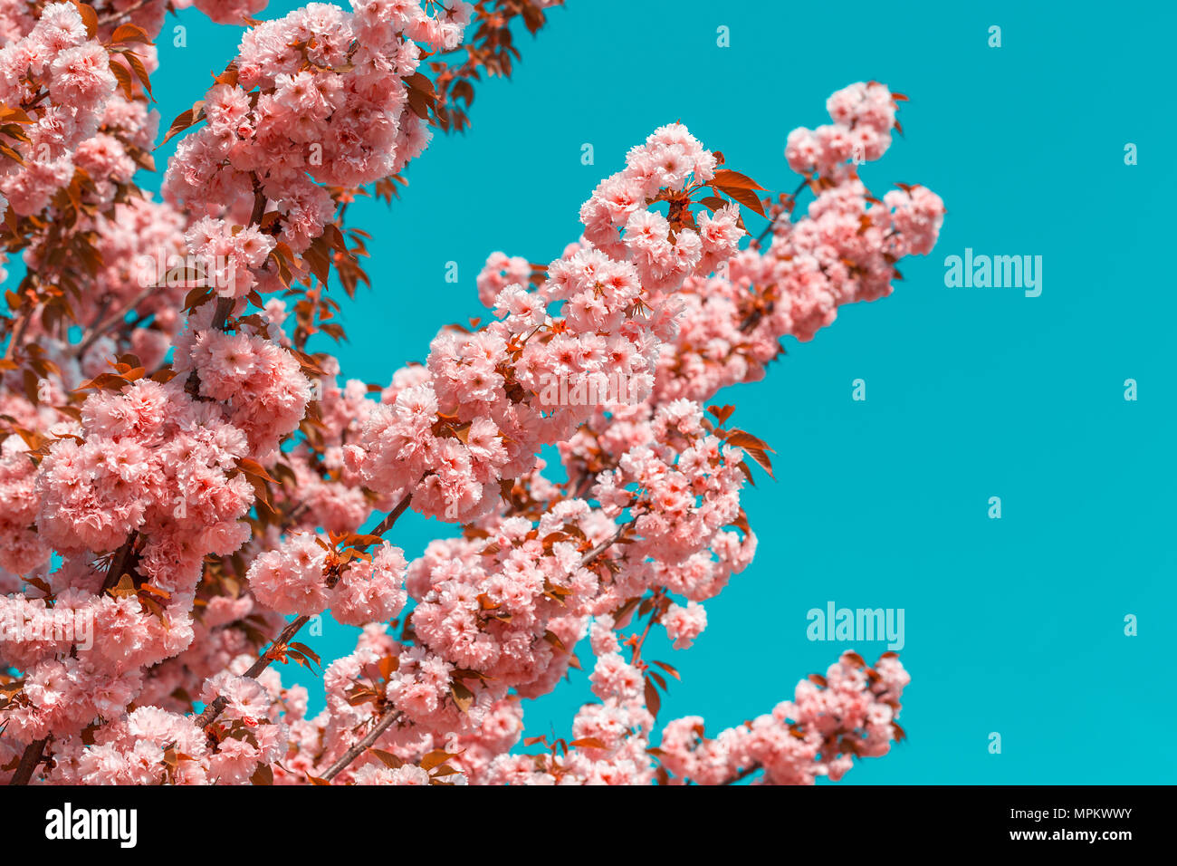 Featured image of post Sch ne Hintergrundbilder Blumen Blau Auch blaue disteln oder skabiosen setzen sch ne sommerliche akzente
