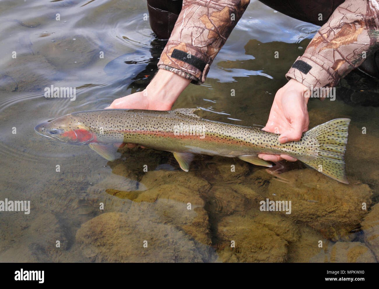 Die Fliegenfischer Hände lösen große Steelhead Forellen Stockfoto