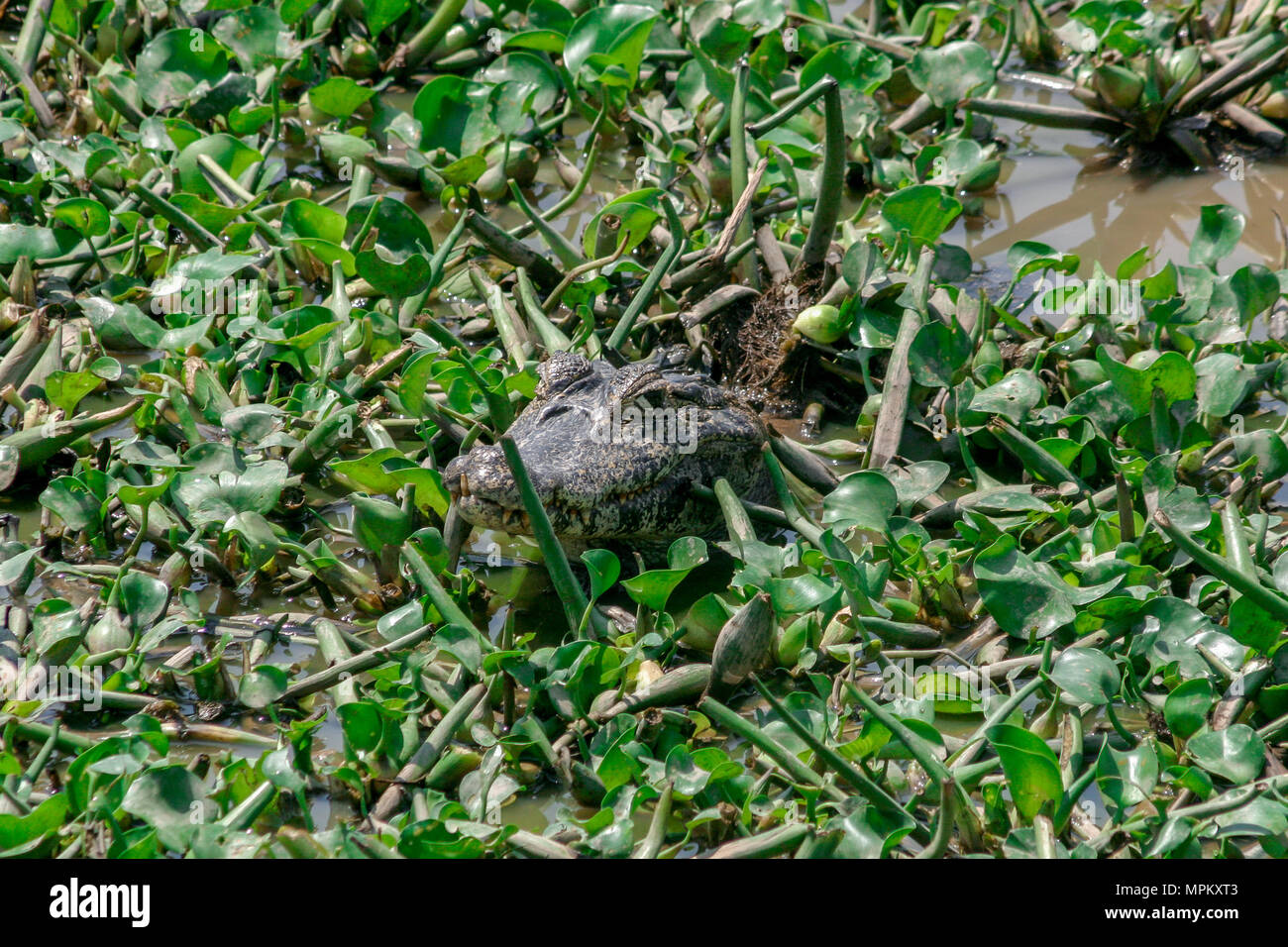 Ein einsamer Kaiman im Pantanal, Mato Grosso do Sul, Brasilien Stockfoto