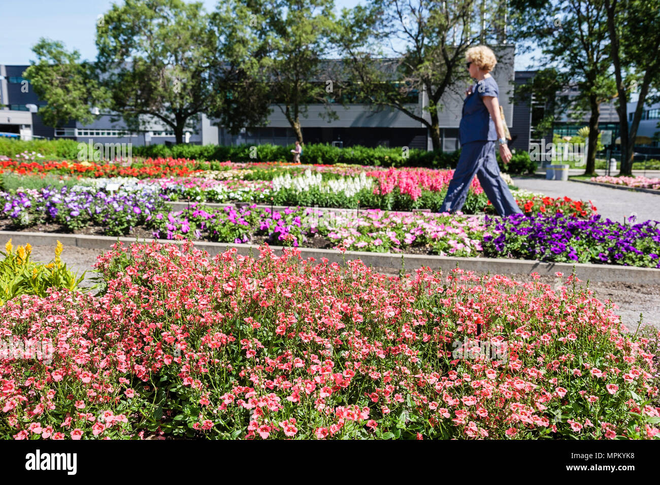 Quebec City Kanada, Kanada, Nordamerika, USA, Universite Laval, Jardin Roger Van den Hende, botanischer Garten, jährliche Blumenblumen, Universität, colle Stockfoto