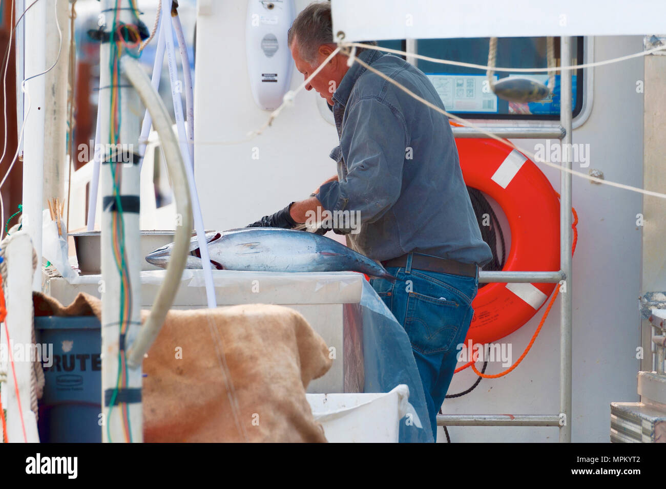 Newport, Oregon, USA - 23. August 2015: ein Fischer sauber Fisch auf seinem Boot, das sich in Newport Hafen an der Küste von Oregon angedockt ist, Stockfoto