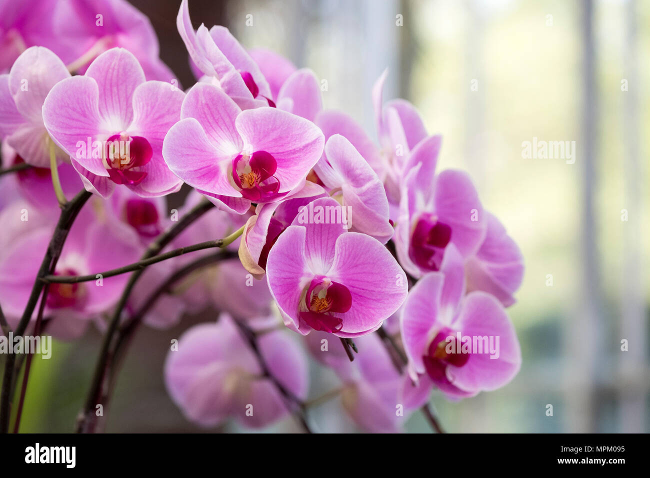 Orchid green house Stockfoto