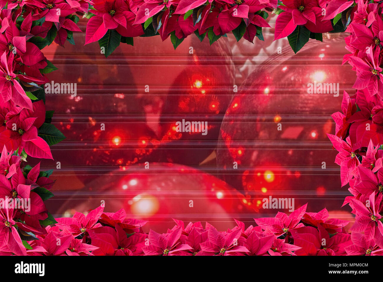 Rot Weihnachtsstern Weihnachten Blume Rahmen Hintergrund Und