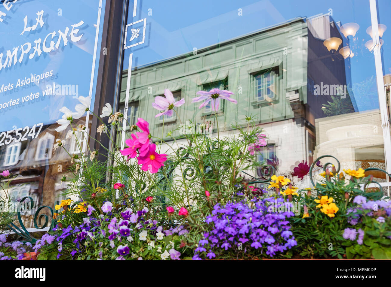 Quebec Kanada, Rue Saint Jean, Blume, Blume, Fensterspiegelung, Gebäude, Skyline der Stadt, Kanada070712067 Stockfoto