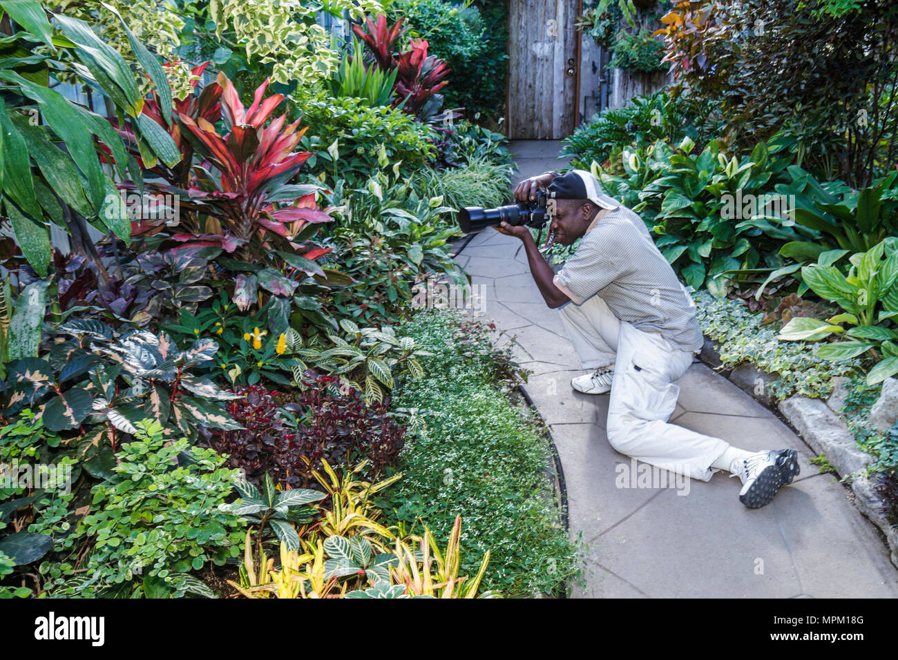 Toronto Kanada, Allan Gardens Conservatory, botanischer Garten, Vegetation, Gewächshaus, Pflanzen, Sträucher, Botanik, Gartenbau, Schwarze Afrikanische Afrikaner ethni Stockfoto