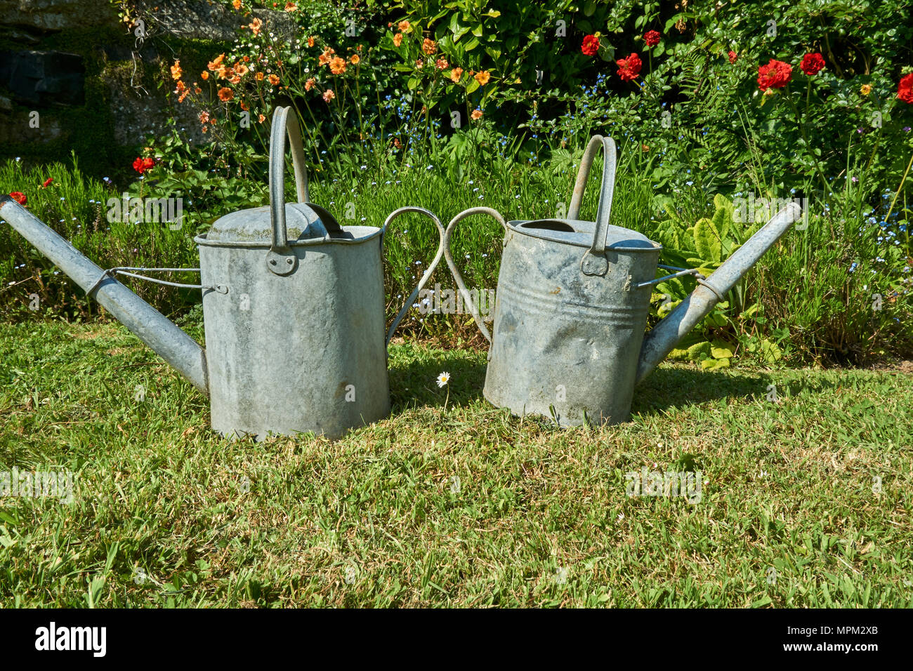 Altmodische Gießkannen in einem kornischen Garten. Mai 2018 Stockfoto