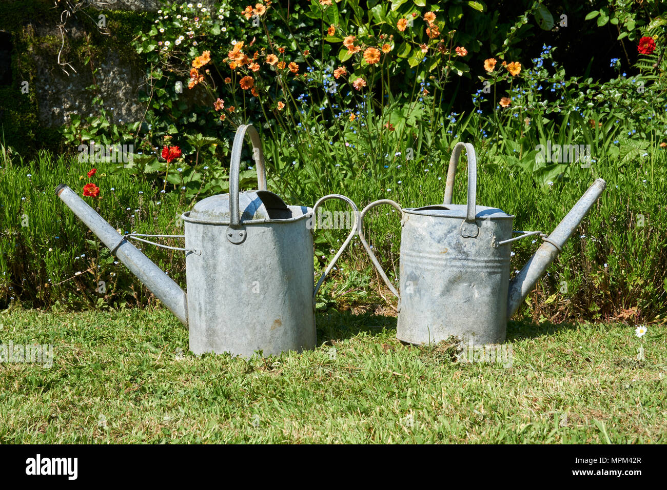 Altmodische Gießkannen in einem kornischen Garten. Mai 2018 Stockfoto