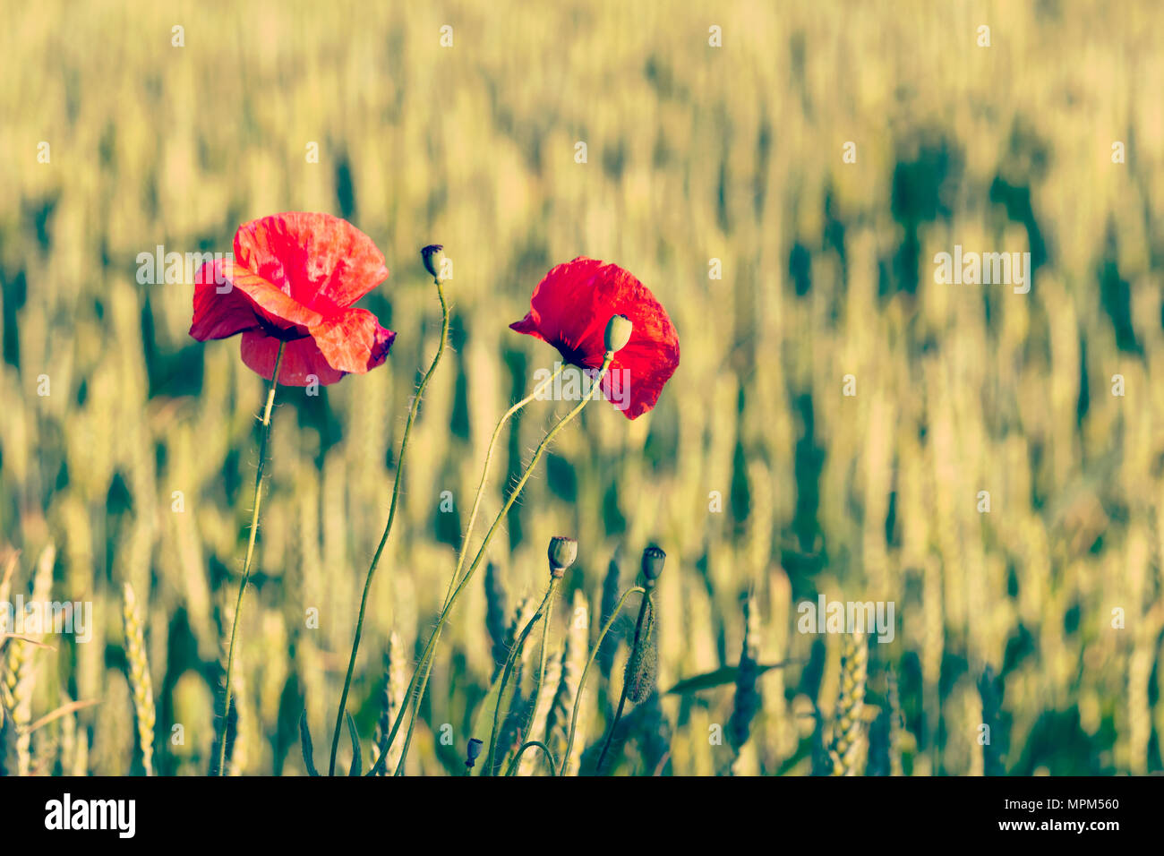 Wild red poppy Blüten in ein grünes Feld Stockfoto