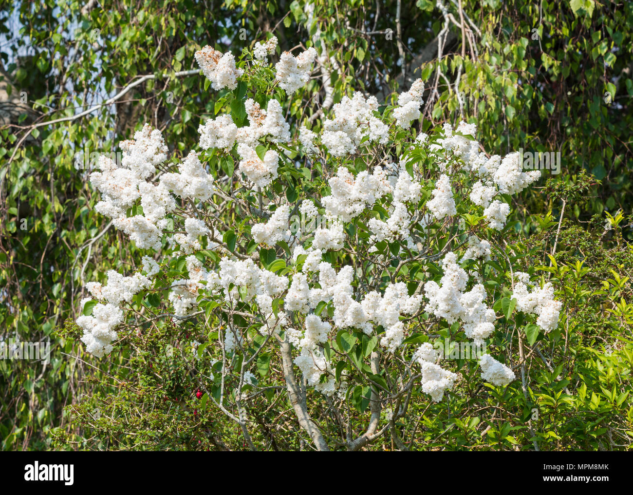 Weißer Flieder (Syringa vulgaris) im späten Frühjahr in Großbritannien. Stockfoto