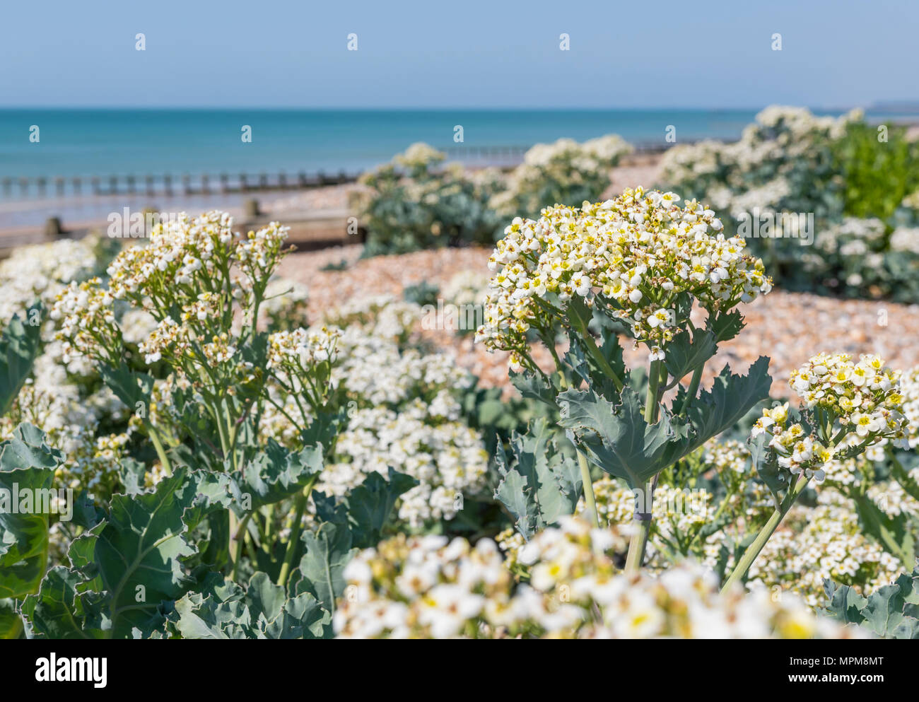 Sea Kale (Crambe maritima) in Blüte, im späten Frühjahr wachsen auf einen Kiesstrand an der Südküste in West Sussex, England, UK. Stockfoto