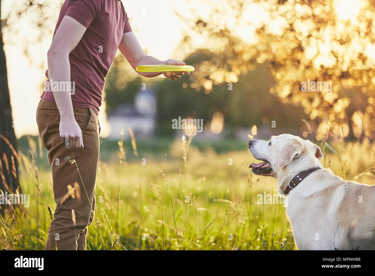 Junger Mann werfen Flying Disc für seinen Hund. Sommer mit Labrador retriver auf Wiese bei Sonnenuntergang. Stockfoto