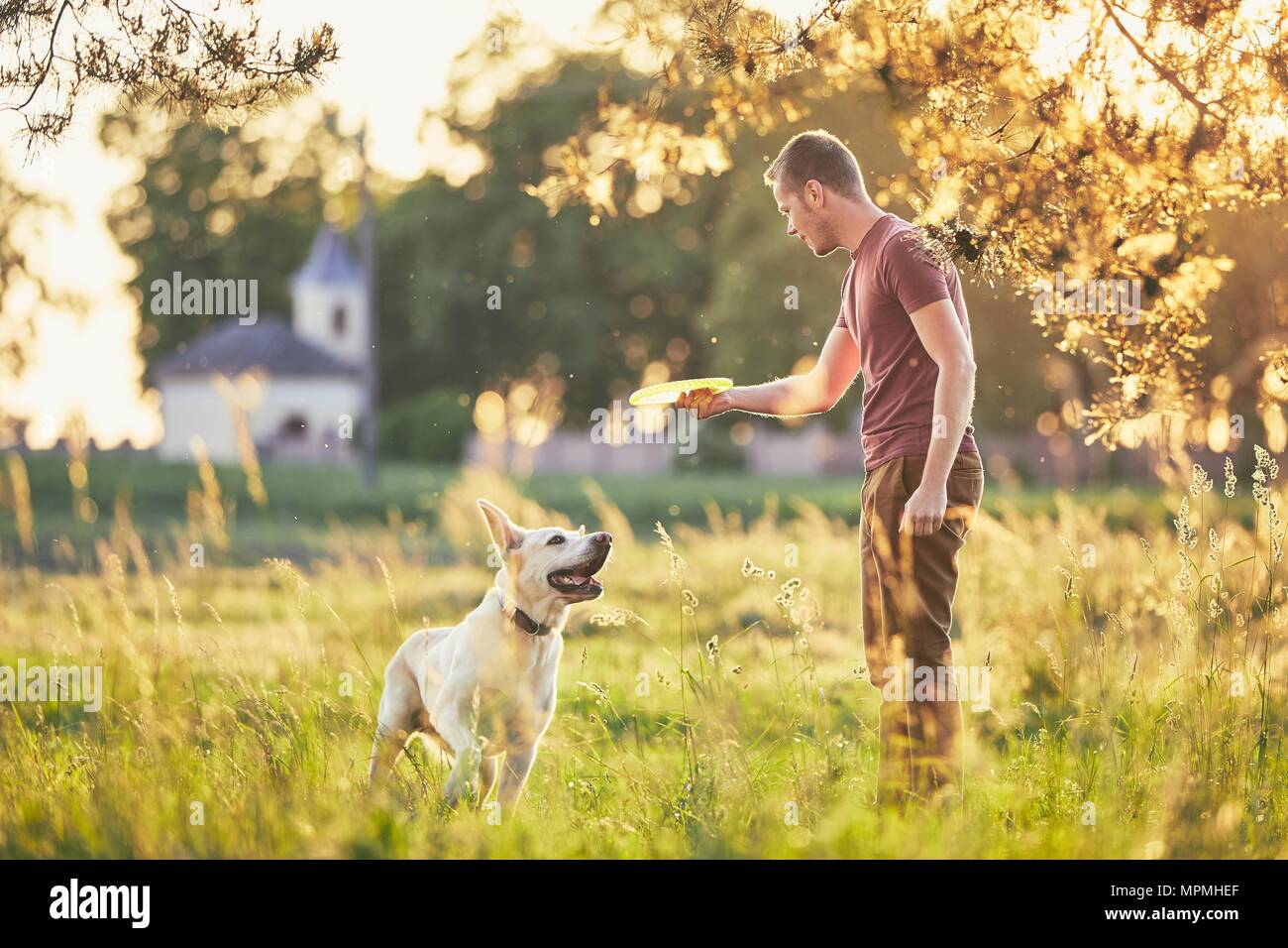 Junger Mann werfen Flying Disc für seinen Hund. Sommer mit Labrador retriver auf Wiese bei Sonnenuntergang. Stockfoto