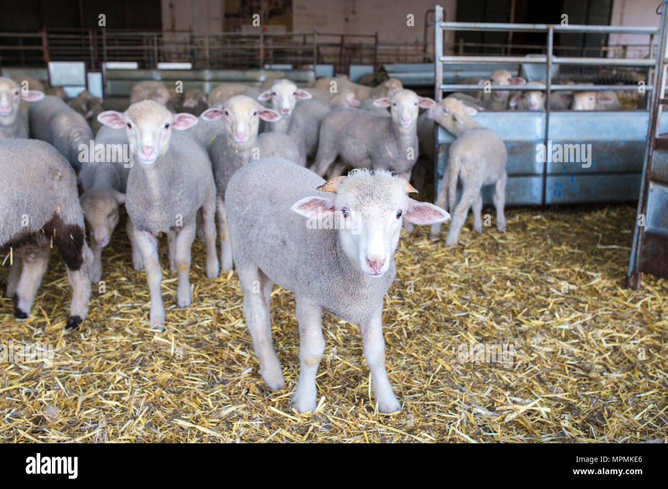 Wenig ram Der merina Schafe reine Rasse an der Scheune, Extremadura, Spanien. Nahaufnahme Stockfoto