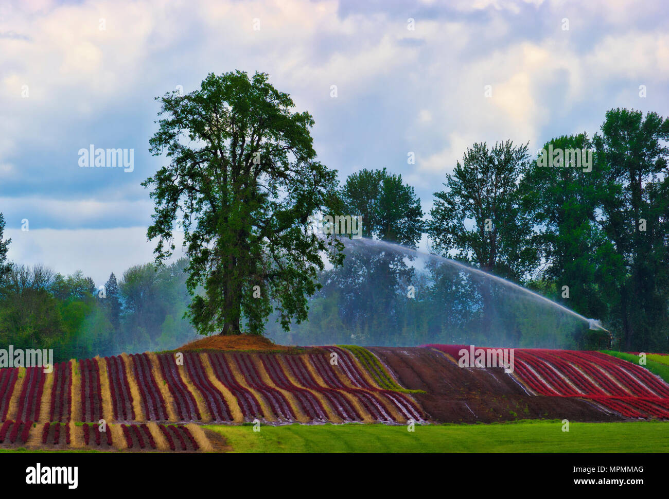 Eine große Bewässerung Sprinkler schießt Wasser über die bunten Reihen von Pflanzen auf sanften Hügeln direkt unter einer großen Eiche Baum auf Swauvie Insel Stockfoto
