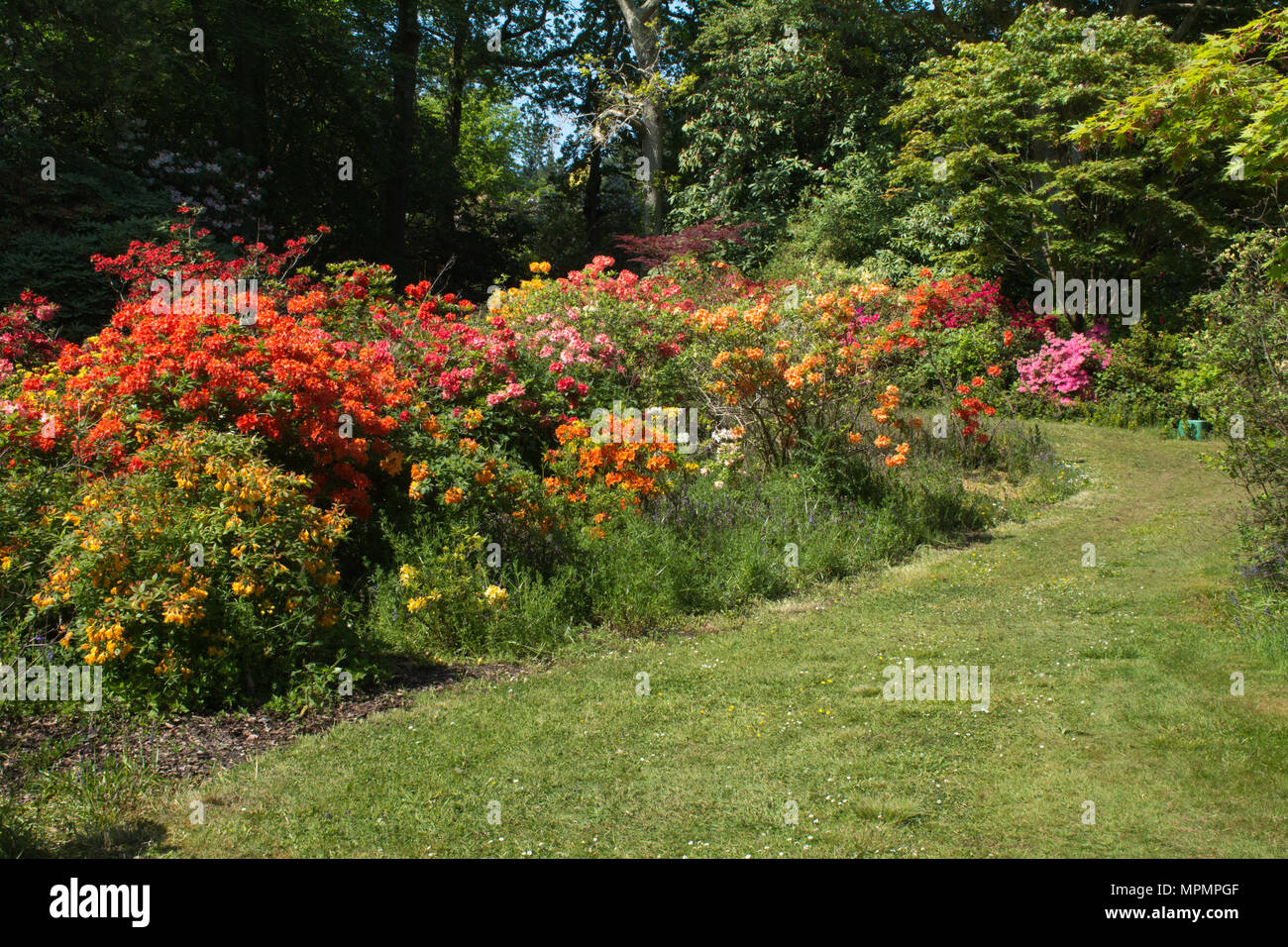 Blick auf die bunt blühende Rhododendren und Azaleen bei Exbury Gardens in Hampshire, Großbritannien, im Mai Stockfoto