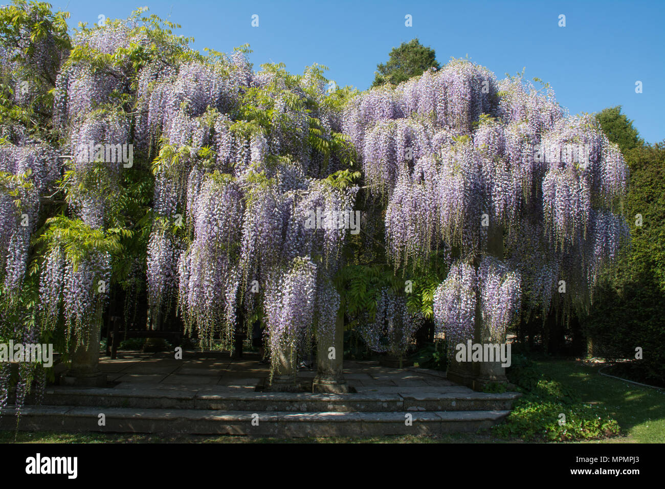 Blühende Glyzinie auf Exbury Gardens in Hampshire, Großbritannien, im Mai Stockfoto
