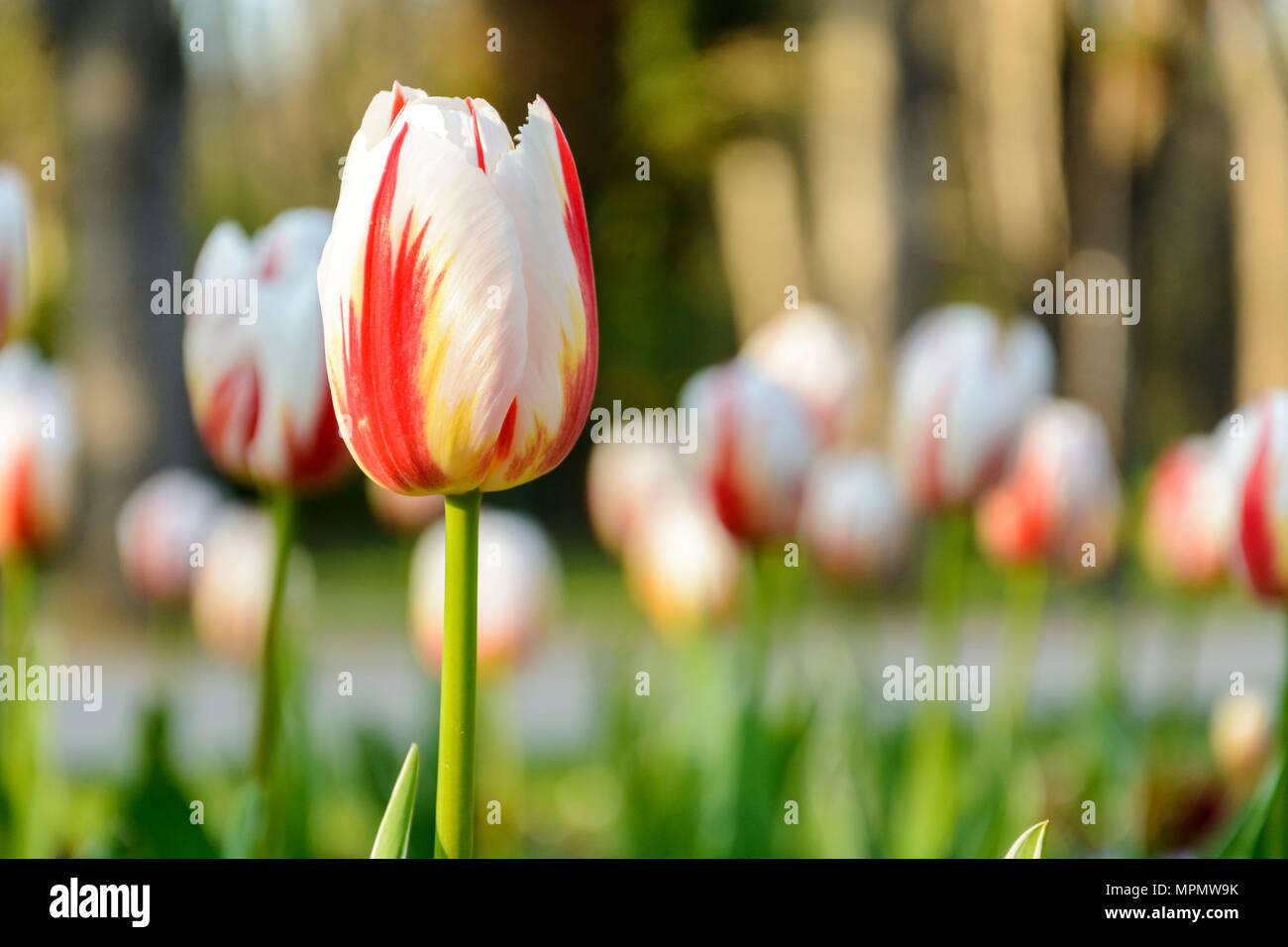 Bi-color weiße und rote Tulpen, Hintergrund der Tulpen Stockfoto