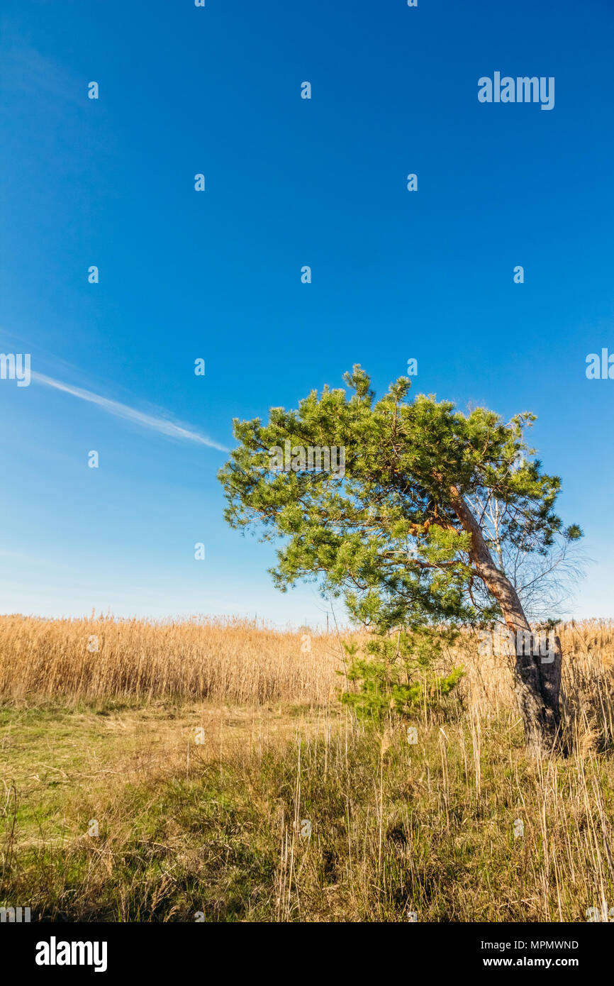 Einsame alte Kiefer, das am Straßenrand im Feld Stockfoto