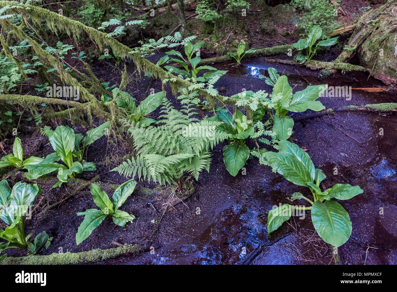 Skunk cabbage Pflanzen, Lynn Headwaters Regional Park, North Vancouver, British Columbia, Kanada. Stockfoto