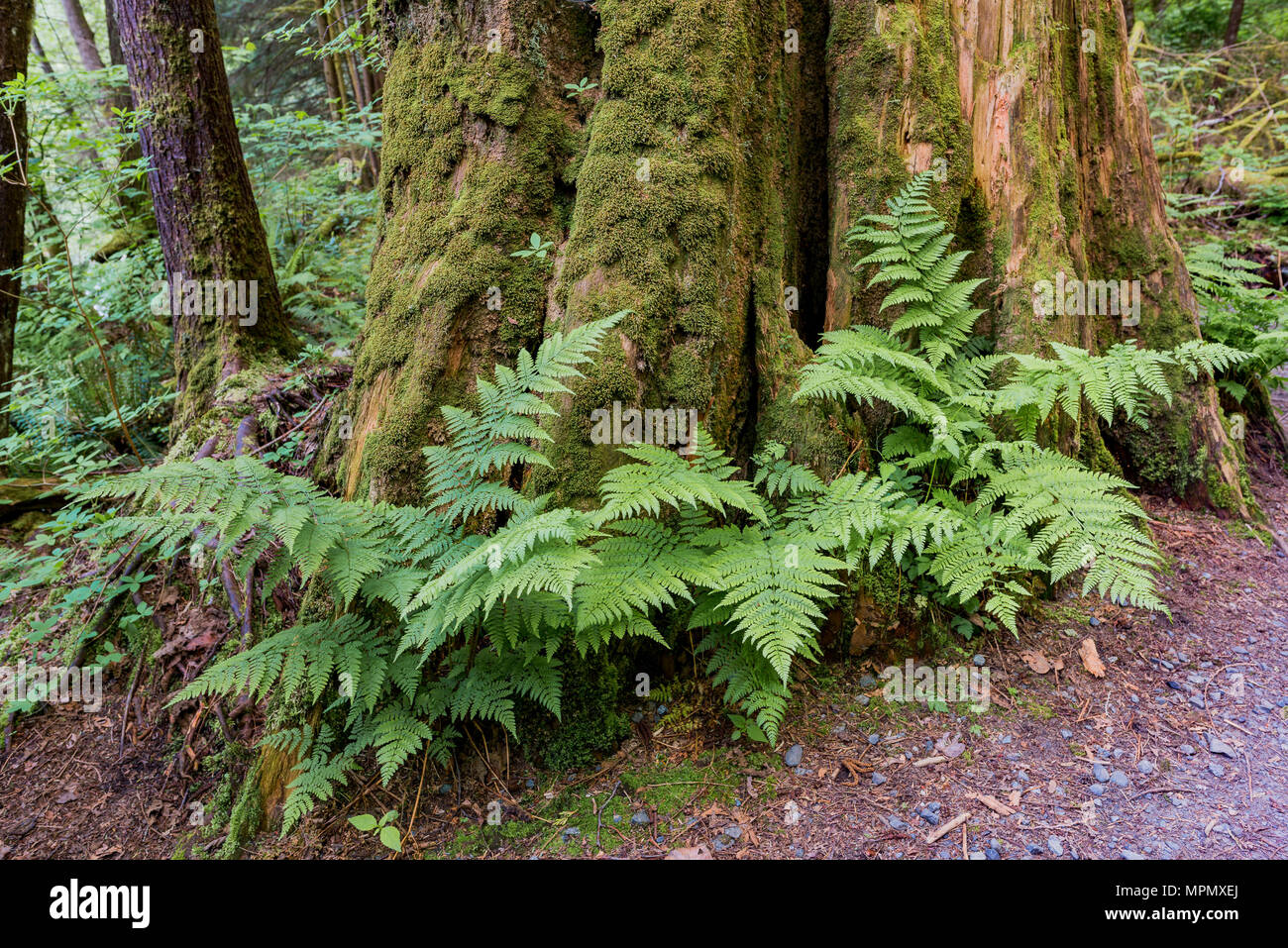 Farne, Wald, Lynn Headwaters Regional Park, North Vancouver, British Columbia, Kanada. Stockfoto