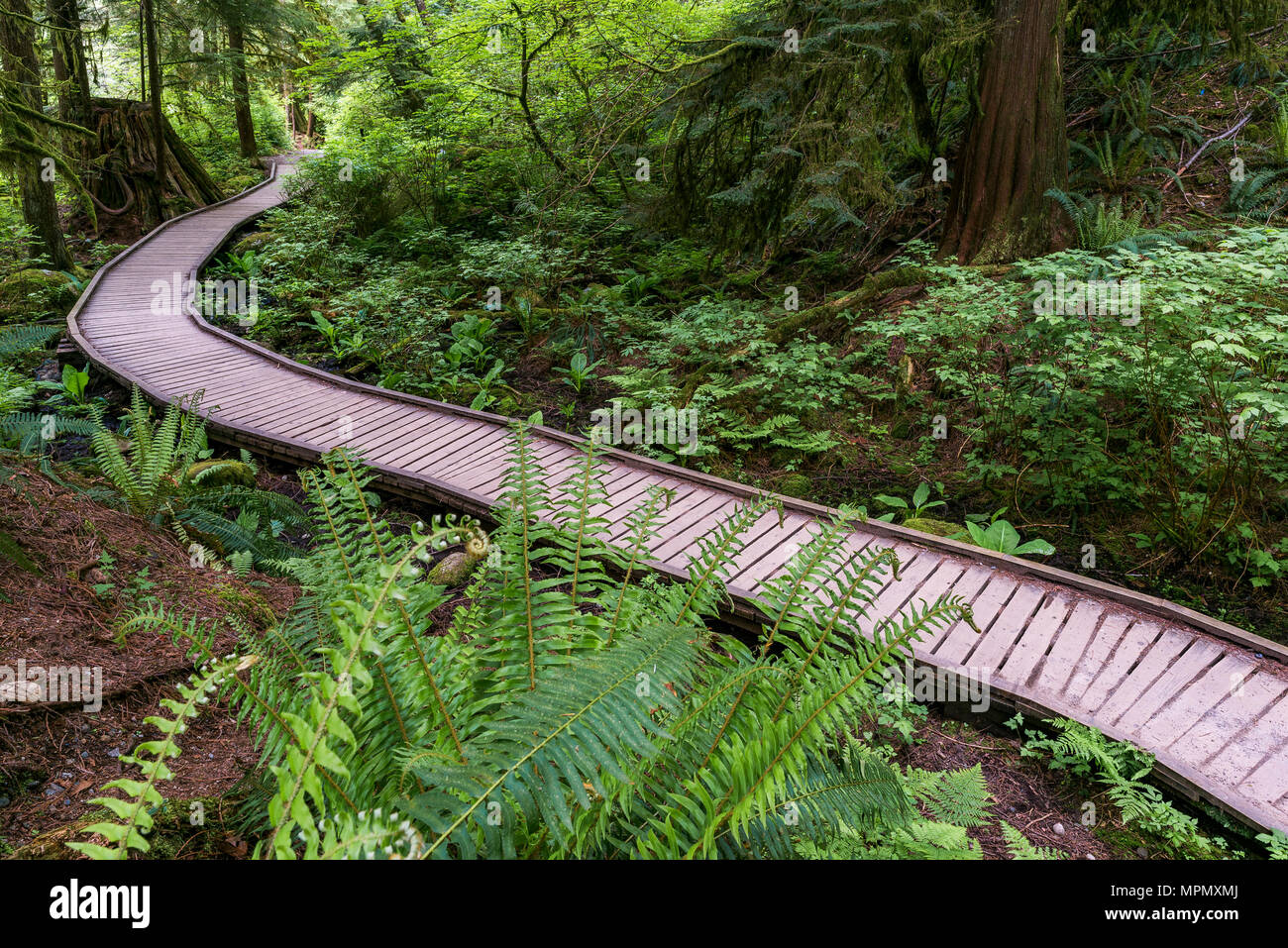 Waldweg, Lynn Headwaters Regional Park, North Vancouver, British Columbia, Kanada. Stockfoto
