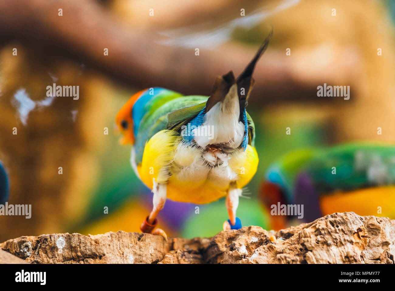 Die Lady Gouldian Finch, Erythrura gouldiae, Nahaufnahme Stockfoto