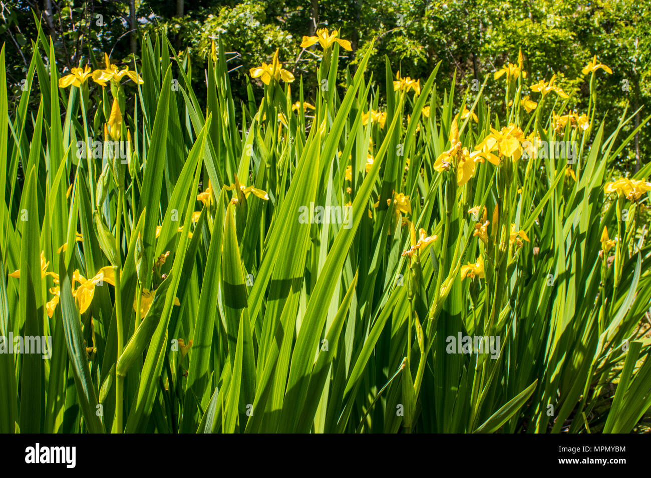 Gelbe Flagge Schwertlilie (Iris pseudacorus) in einem Gartenteich, England Stockfoto