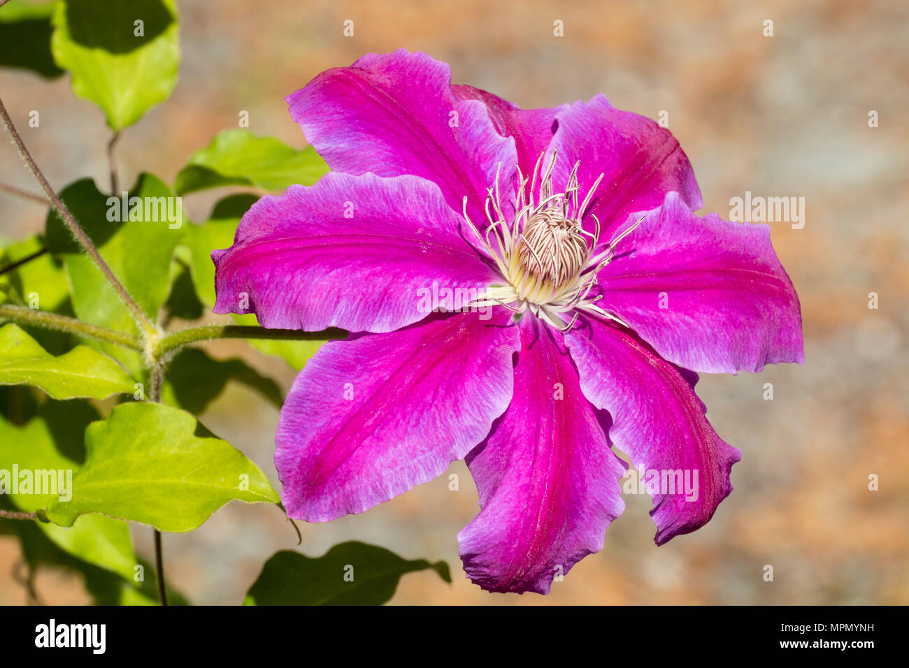 Rot gesperrt Rosa einzelne Blume der frühen Blüte, großes blühte Kletterer, Clematis 'Dr Ruppel' Stockfoto