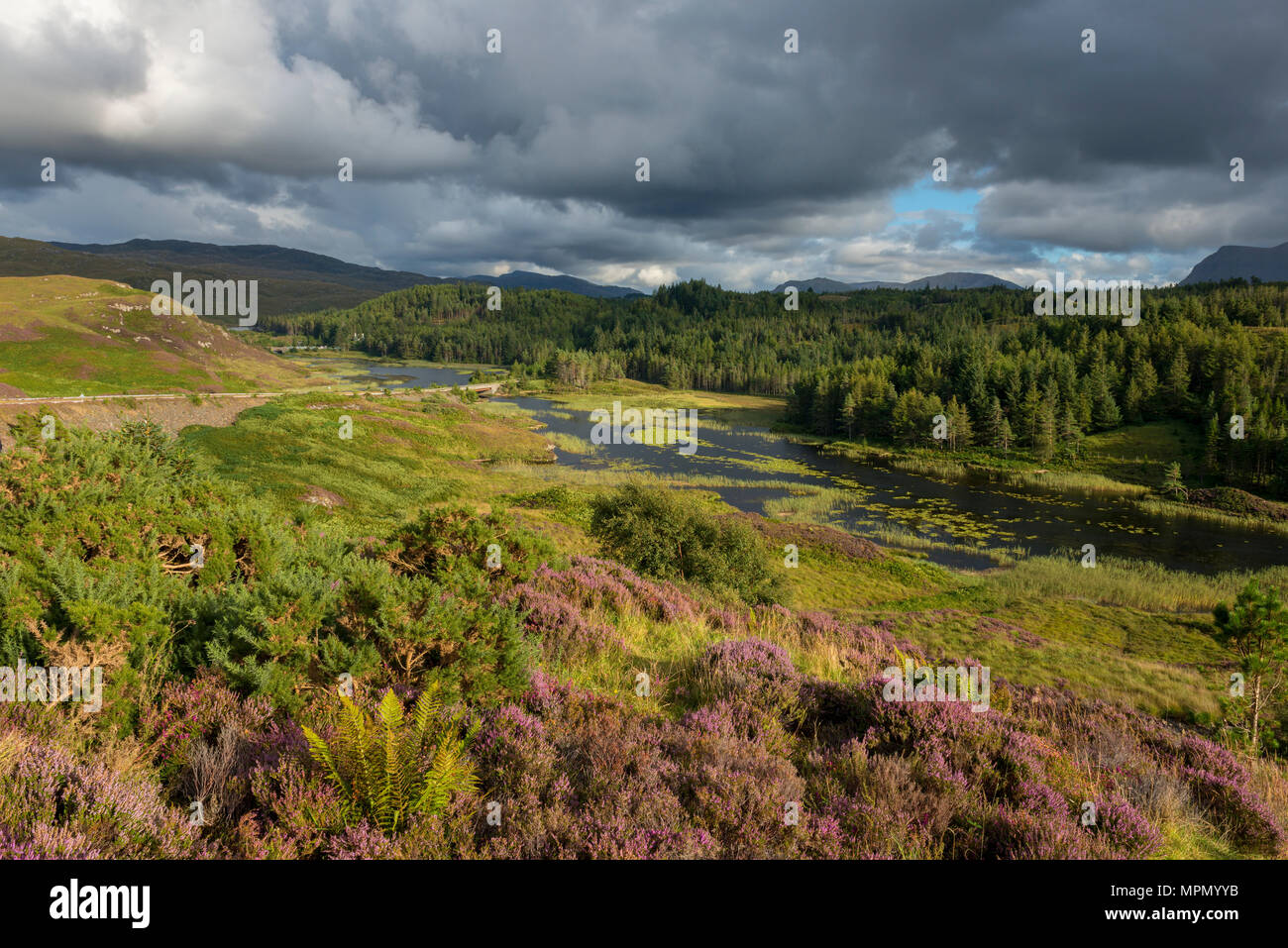 Vereinigtes Königreich, Schottland, Sutherland, Assynt, Lairg, blühende Heide in der Nähe von kylestrome Stockfoto